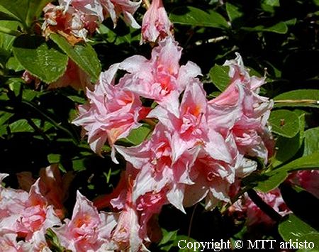 Rhododendron  'Ruususen Uni', puistoatsalea